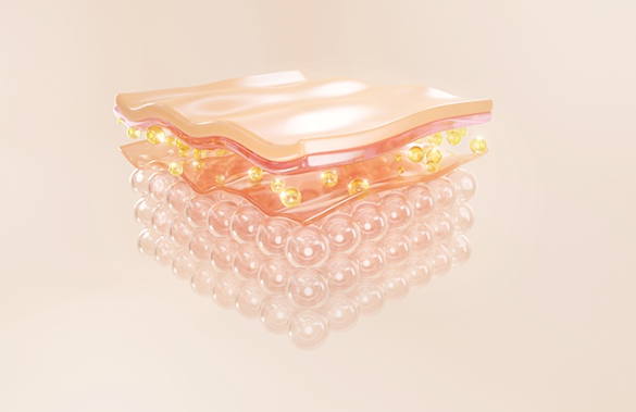 Trung bì da là gì? Cấu tạo và chức năng của trung bì 